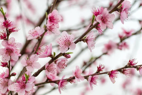 Detalhe Prunus Persica Árvore Flores Rosa Florescendo Primavera — Fotografia de Stock