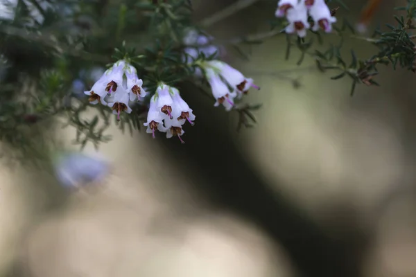 Цветение Белого Цветка Эрики Арбореи — стоковое фото