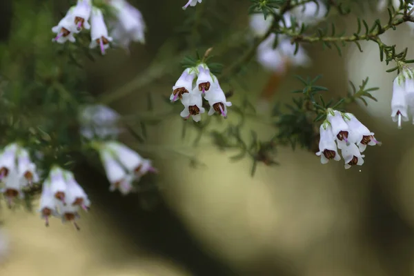 Цветущие Белые Цветки Эрики Арбореи Дерева — стоковое фото