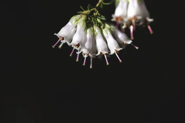 Деталь Арбореї Еріки Або Дерева Ясен Білі Квіти Цвітуть Навесні — стокове фото