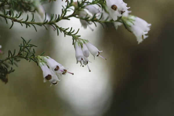 Detail Van Erica Arborea Boom Heide Witte Bloemen Bloeien — Stockfoto