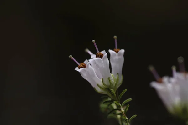 春花盛开的紫杉或乔木的细部 — 图库照片
