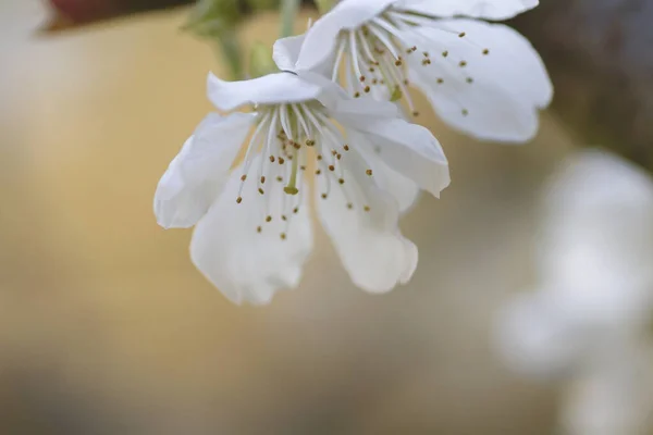 Detail Cherry Blossoms Cherry Tree White Flowers Blooming Spring — Stock Photo, Image