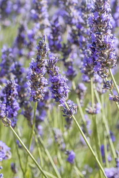 Detalhe Flores Lavanda Roxa Florescendo — Fotografia de Stock