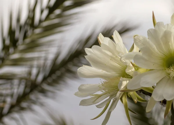 Detalje San Pedro Kaktus Hvide Blomster Blomstrende - Stock-foto