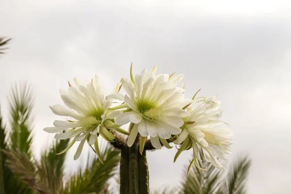 San Pedro kaktüsünün ayrıntıları beyaz çiçekler açıyor. 