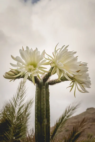 Ανθισμένα Λευκά Άνθη Κάκτου San Pedro — Φωτογραφία Αρχείου