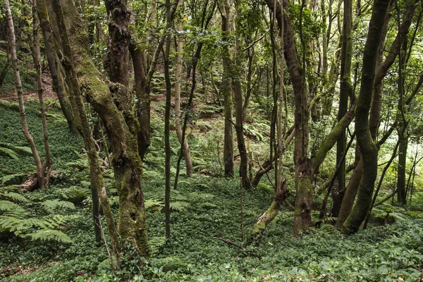 Forêt Lauriers Verts Gomera Îles Canaries Espagne — Photo