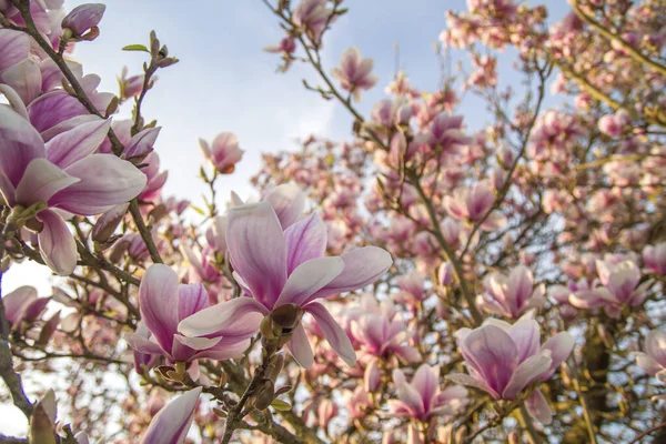 Detalhe Magnólia Árvore Flores Rosa Florescendo — Fotografia de Stock