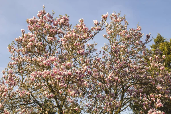 Magnolia Tree Blooming Spring — Stock Photo, Image
