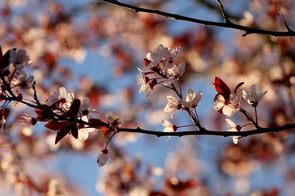 Деталь Цвітіння Квітів Prunus Cerasifera Nigra — стокове фото