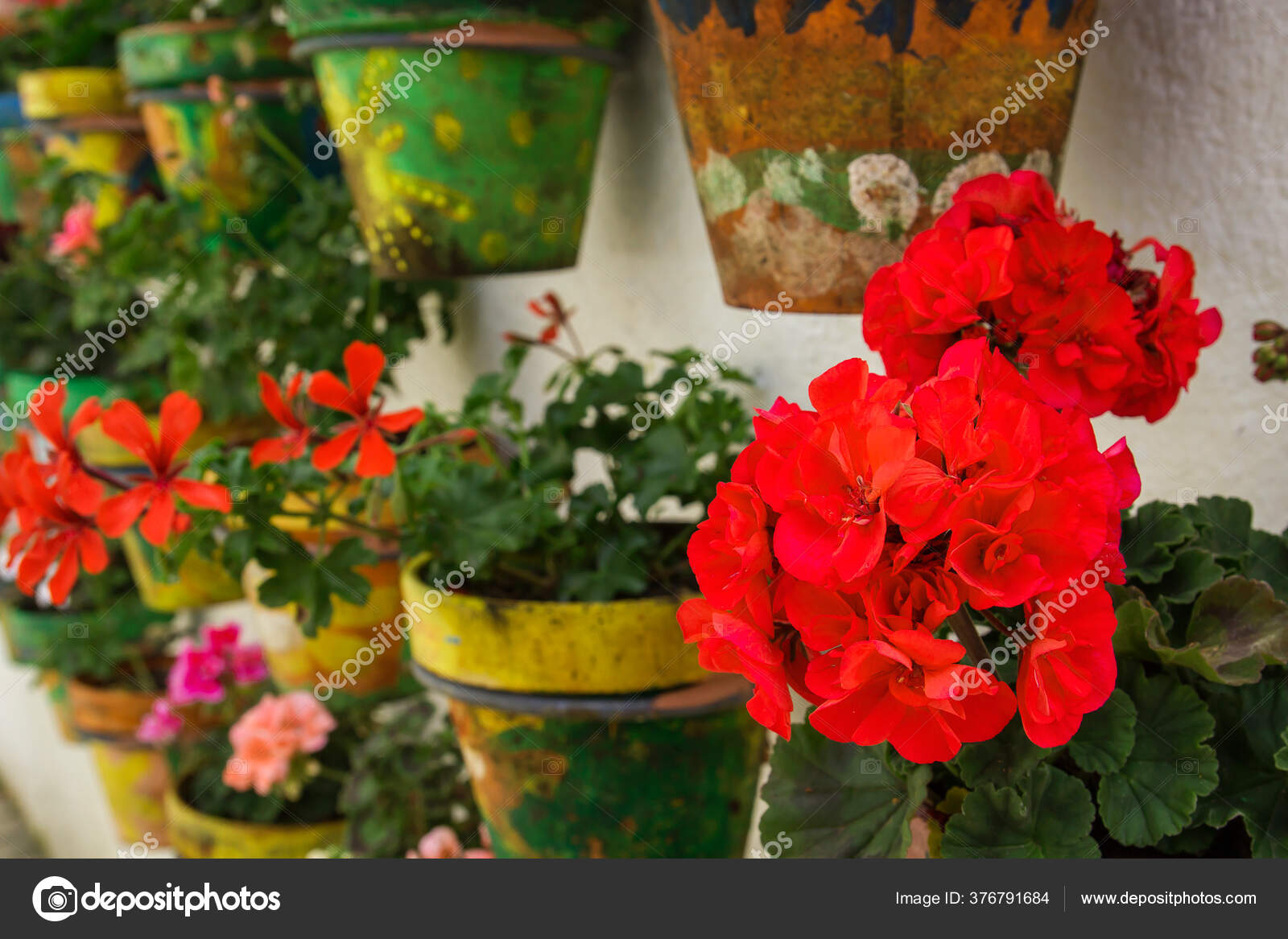 Geranio Jardín Colores Claros Los Depósitos Pared — Foto de stock