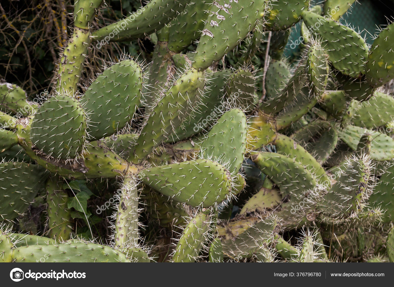 Opuntia Ficus Indica Prickly Pear Invasive Plant Growing Wild Stock