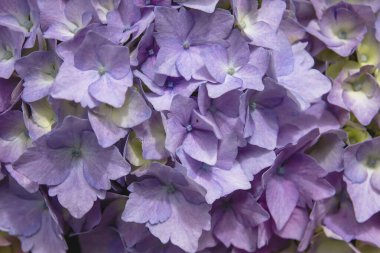 Ortanca mor çiçeklerinin ayrıntıları 