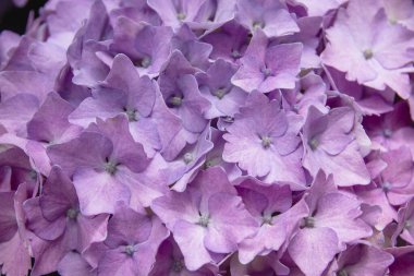 Ortanca pembe mor çiçek detayı 