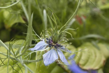 Nigella Damascena çiçeği. Yaklaş.