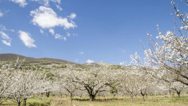 Valle del Jerte, Extremadura, İspanya 'da kiraz ağaçları çiçek açıyor
