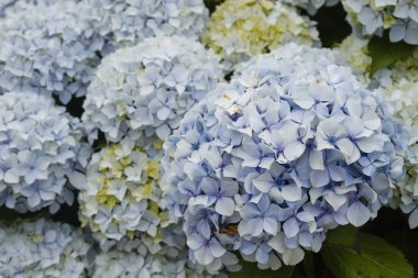 Ortanca makrofili çiçek başlıklarının ayrıntıları 