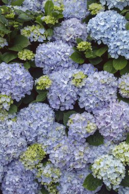 İlkbaharda açan ortanca mavi mor çiçekleri