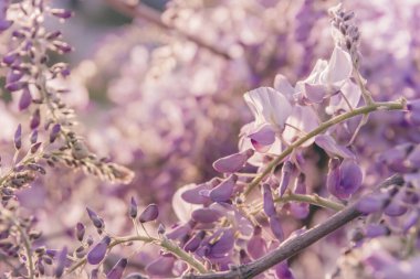 İlkbaharda açan mor salkım çiçekleri.