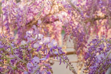 İlkbaharda çiçek açan salkım bitkisi.