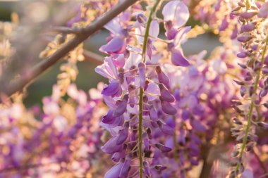 İlkbaharda açan mor salkım çiçekleri. 