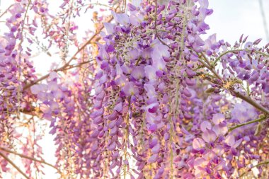 İlkbaharda açan mor salkım çiçekleri.