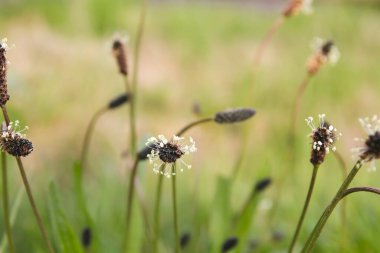 Bitki, büyük, vahşi bahar çiçekleri. 