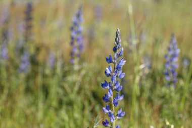 Lupinus angustifolius dar yapraklı lupin mavi çiçekleri 