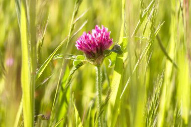 Vahşi kırmızı yonca ilkbahar çiçeği