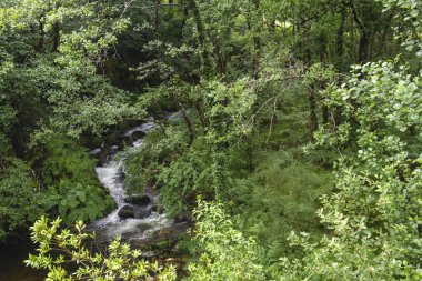 Sierra del Suido 'daki yeşil orman, Galiçya, İspanya