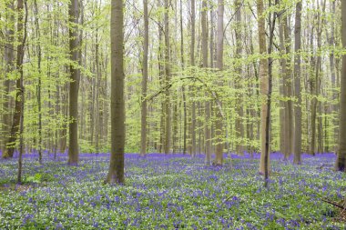 Hallerbos, Belçika 'da ilkbahar manzarası