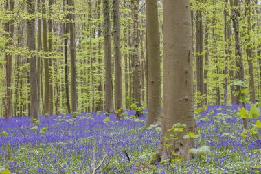 Bahar ormanlarında açan kayın ağaçları ve çan çiçekleri. 