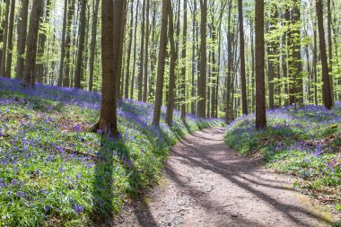 Bahar zamanı çan çiçekleri olan ağaçlık alanda yol 