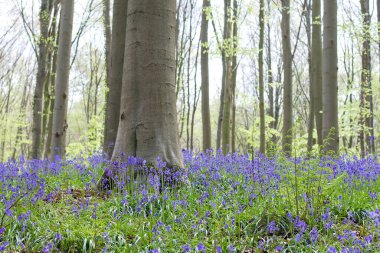 Bahar ormanlarında çan çiçekleri açıyor. 