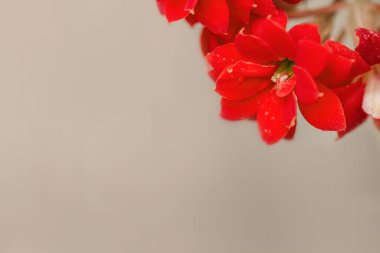 Beyaz arkaplanda kırmızı sardunya çiçeği