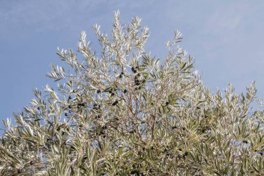 Meyveli zeytin ağacı yaprağı