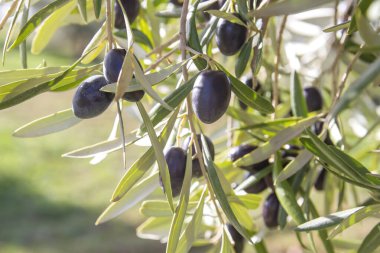 Meyveli zeytin ağacı yaprağı