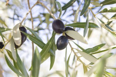 Olgun zeytin ağacı meyveleri ve yeşil yapraklar. 