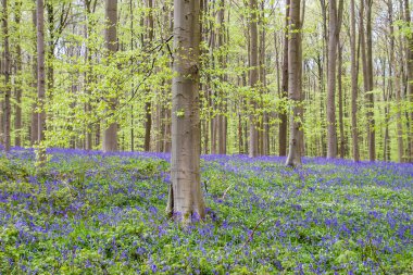 Bahar ormanlarında açan kayın ağaçları ve çan çiçekleri. 