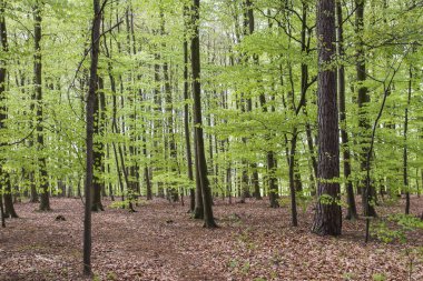 Yeşil bahar yapraklı kayın ağaçları.
