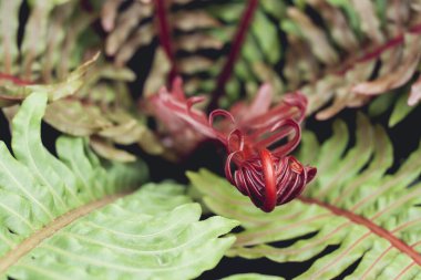 Brezilya cüce ağacı eğreltiotu kırmızı yapraklı.