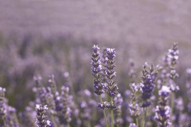 Çiçek açan mor lavanta çiçeklerinin ayrıntıları 