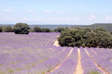 La Alcarria, İspanya 'daki lavanta tarlaları