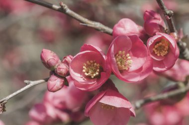 Chaenomeles japonica İlkbahar çiçekleri açıyor