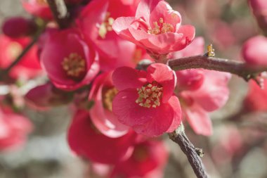 Chaenomeles japonica kırmızı bahar çiçekleri 