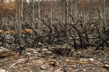 Yangından sonra yanan ağaçlar.