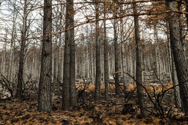 Orman yangınından sonra çam ağaçları fidanlığı