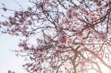 Badem ağaçları baharda çiçek açar.