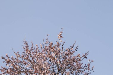 Badem ağaçları baharda çiçek açar.